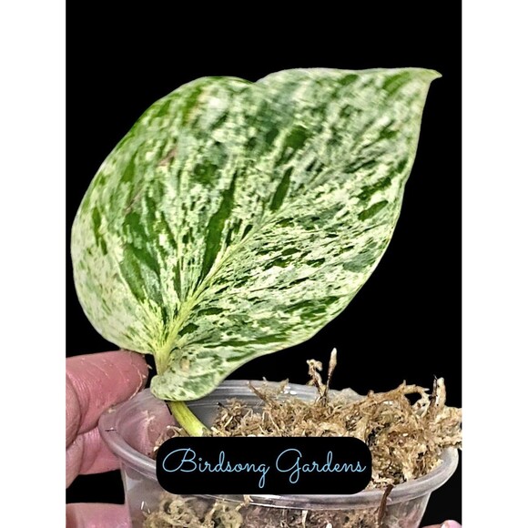 Snow Queen Pothos Cutting In Moss In Prop Cup - Picture 2 of 3